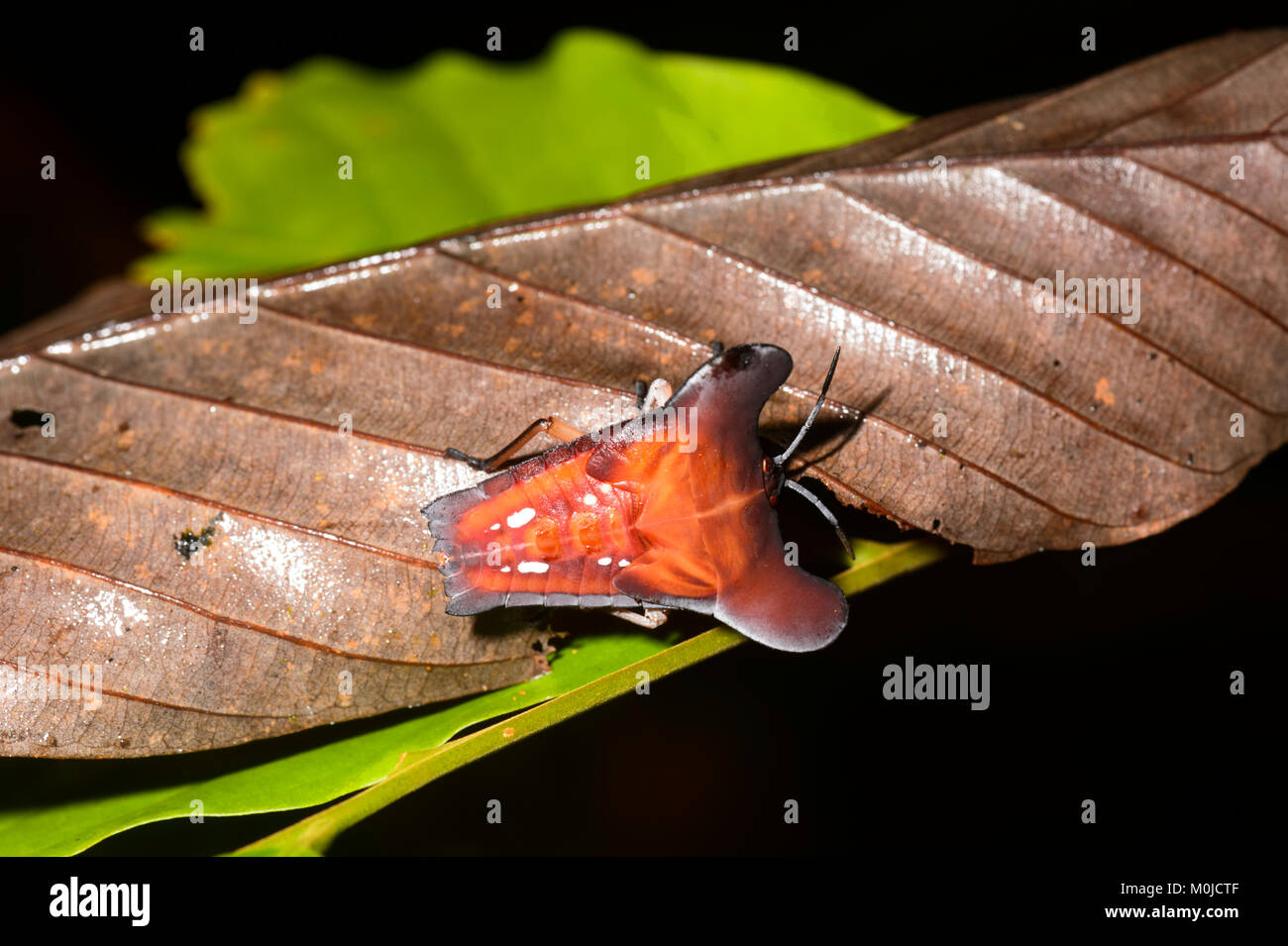 Shield Bug, Danum Valley Conservation Area, Borneo, Sabah, Malaysia Stock Photo
