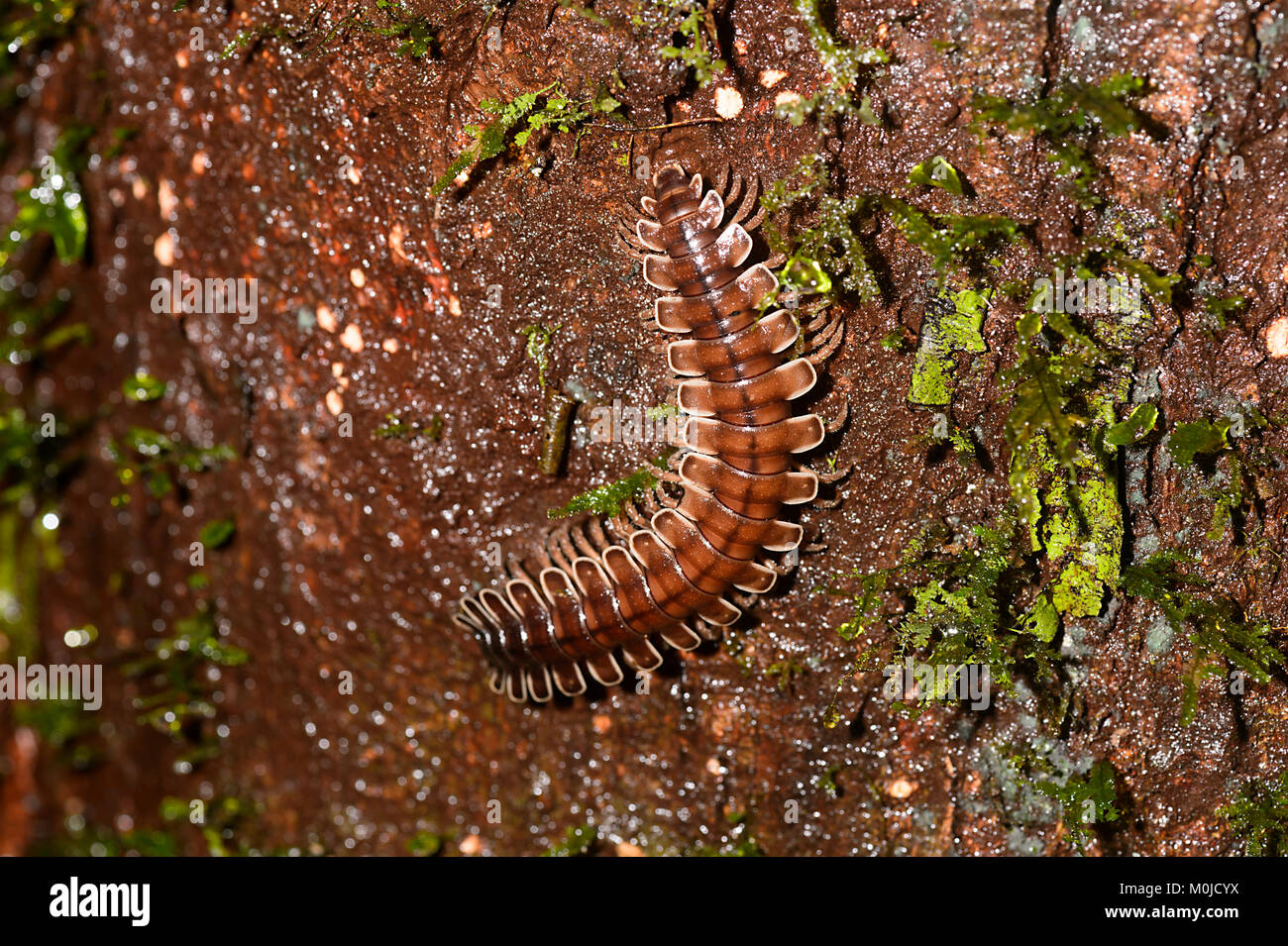 Flat Back Millipede (Polydesmida sp), Danum Valley Conservation Area, Borneo, Sabah, Malaysia Stock Photo