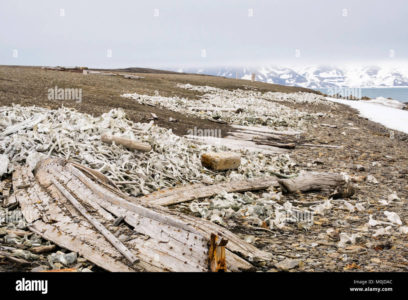 Beluga whale bones dumped on a remote arctic beach by Bamsebu whaling hut. Ahlstrandhalvoya Bellsund Spitsbergen island Svalbard archipelago Norway Stock Photo