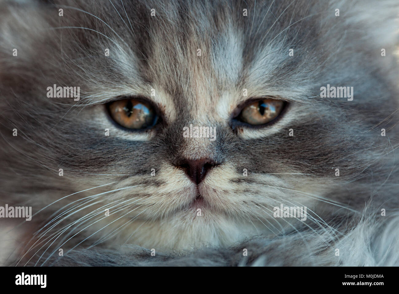 Portrait of a sad gray kitten close up. Stock Photo
