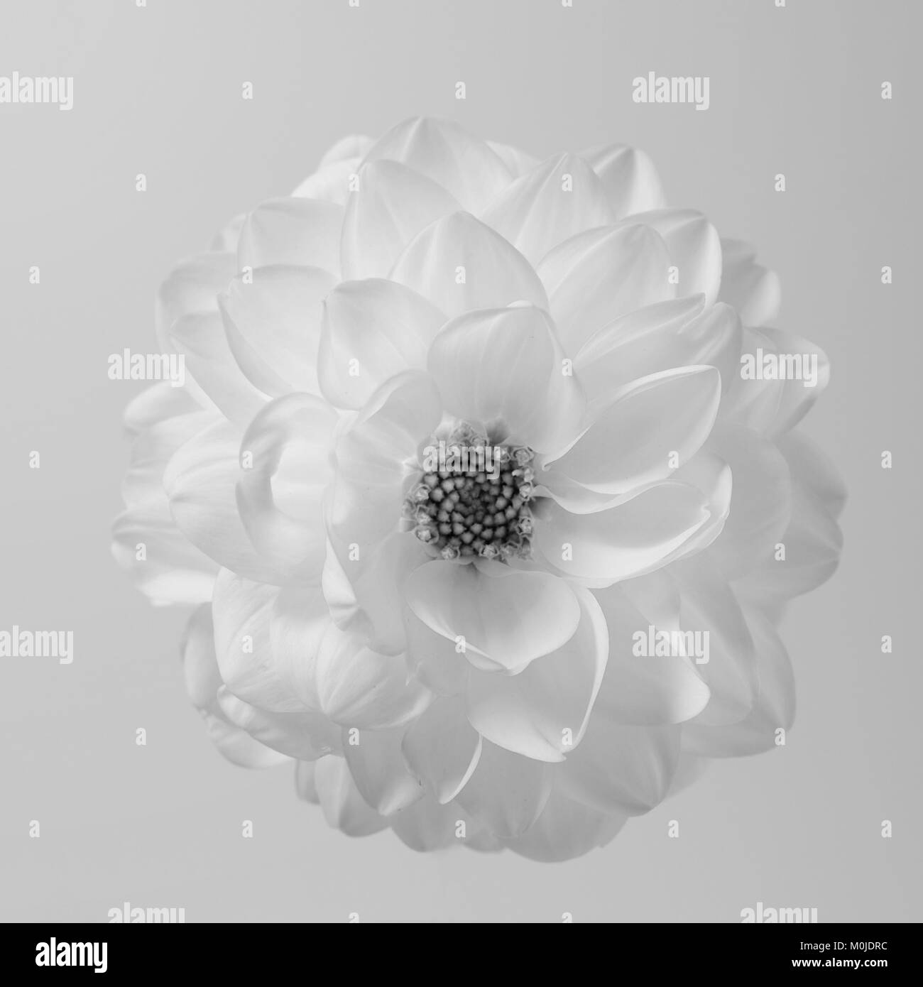 White airy dahlia flower against white background. Black and white concept. Stock Photo