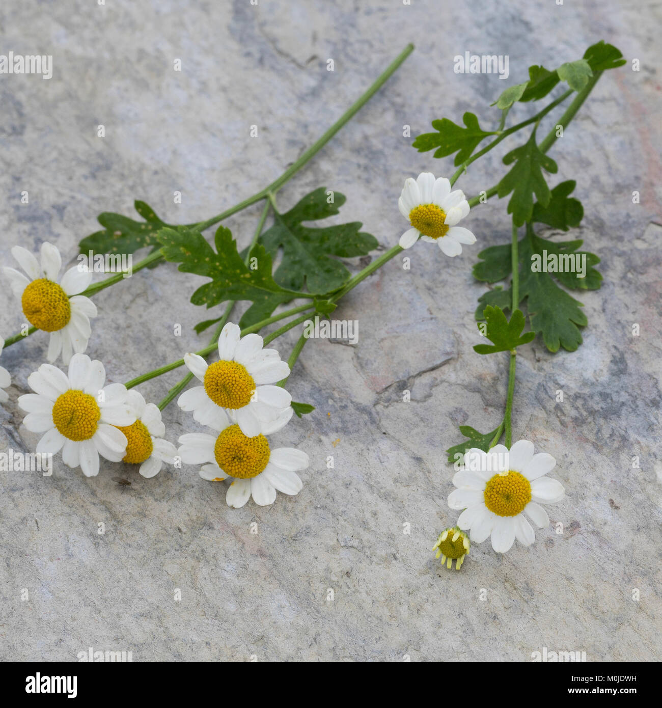 Mutterkraut, Mutter-Kraut, Tanacetum parthenium, Chrysanthemum parthenium, Feverfew, bachelor's buttons, featherfew, La Grande Camomille, Pyrèthre dor Stock Photo