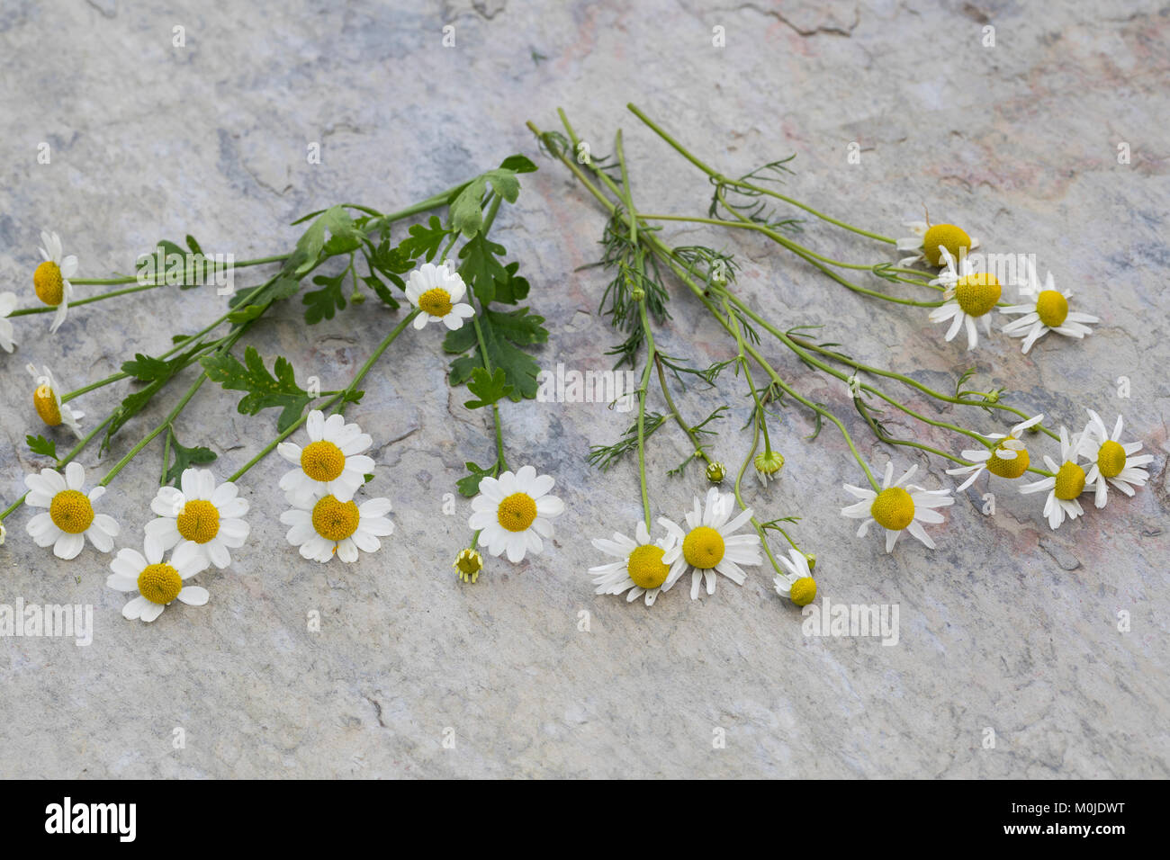 Vergleich zwischen Echter Kamille (rechts) und Mutterkraut (links). Mutterkraut, Mutter-Kraut, Tanacetum parthenium, Chrysanthemum parthenium, Feverfe Stock Photo