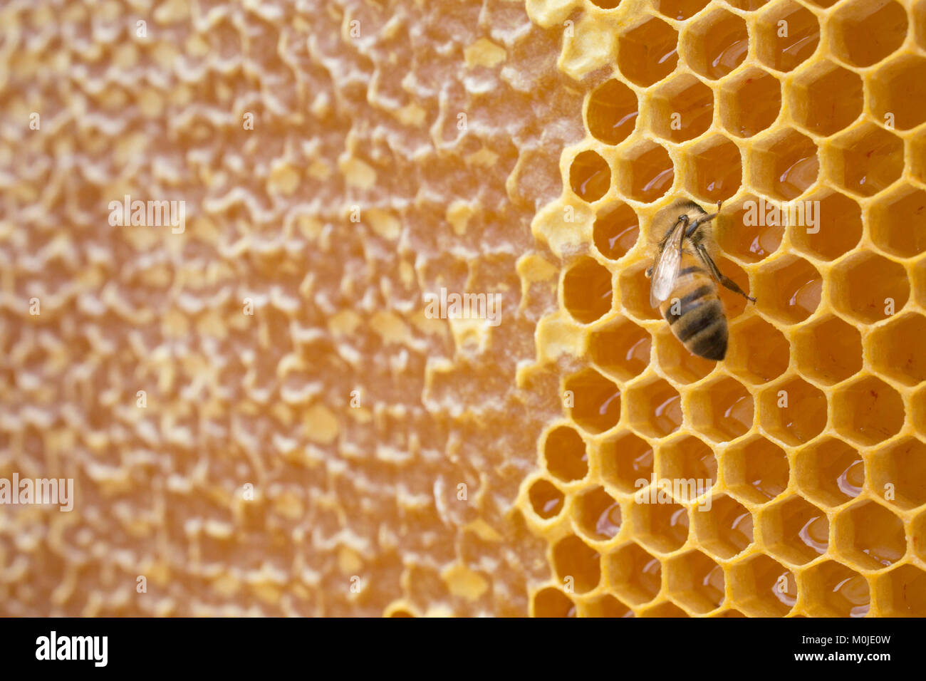 Beekeeping: bee on a hive frame. Alveolus full of honey, capping of ...