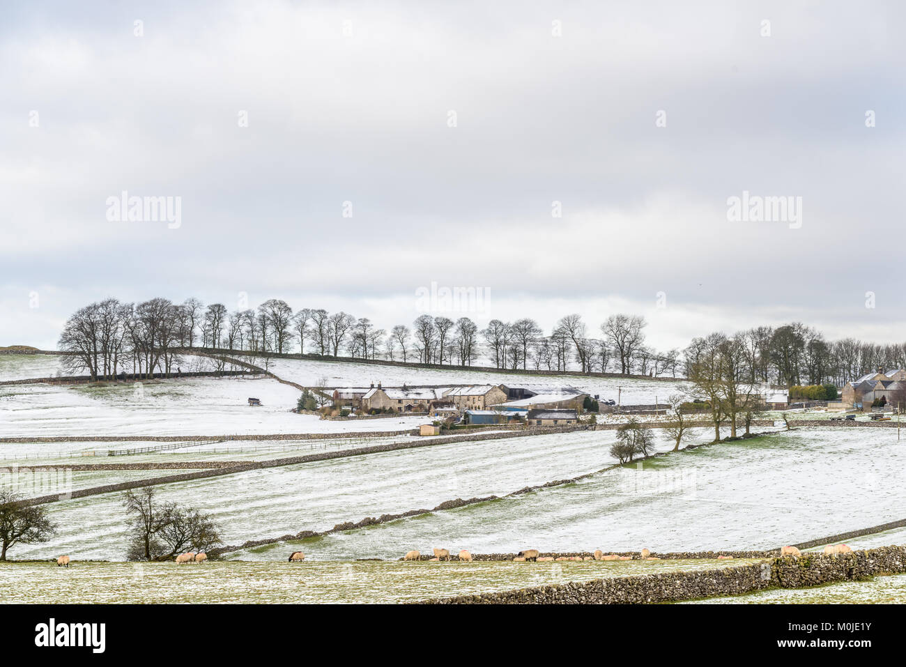 View of farm buildings and sheep grazing on snow covered farm land at