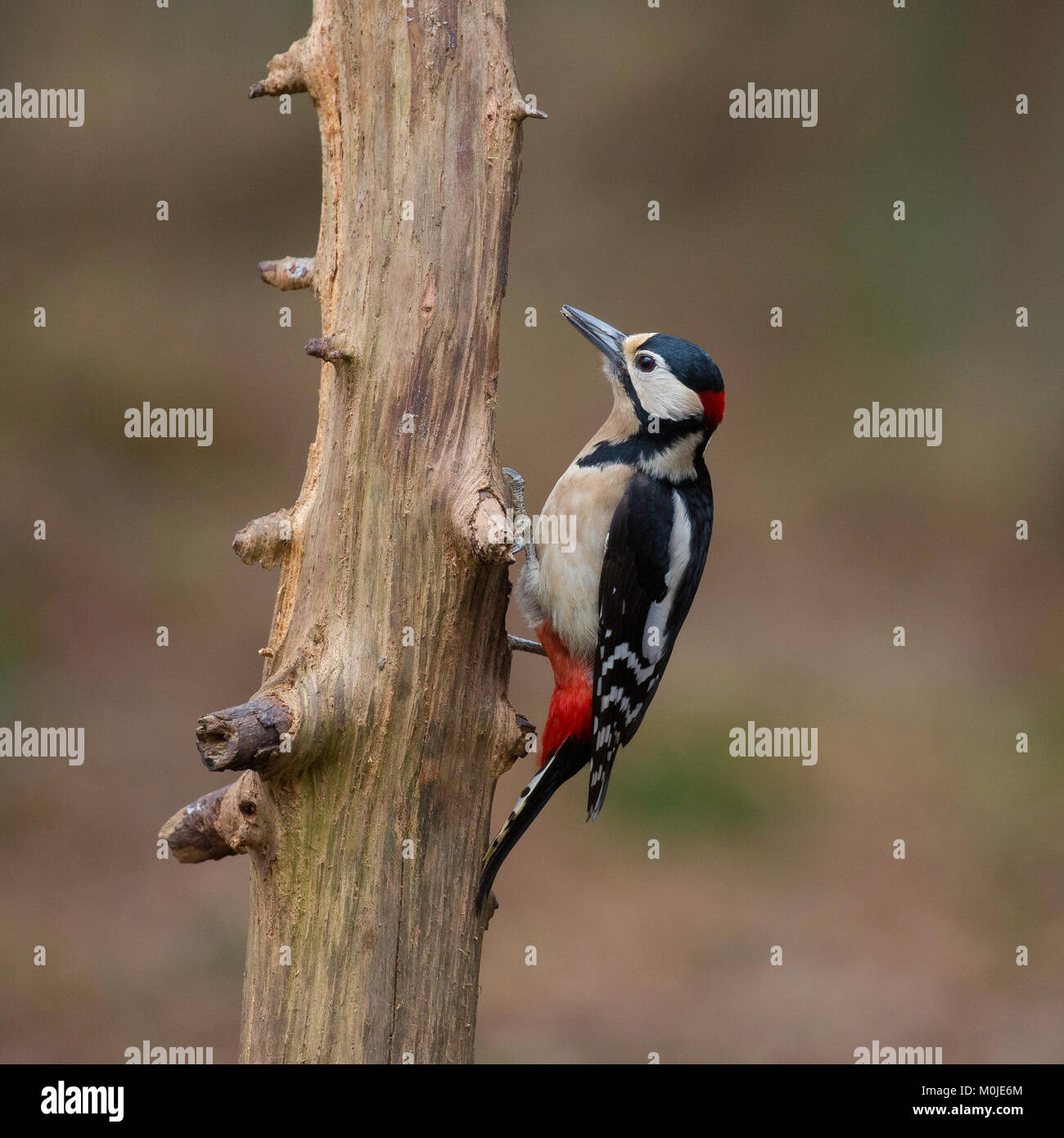 Greater Spotted woodpecker sideview on trunk Stock Photo
