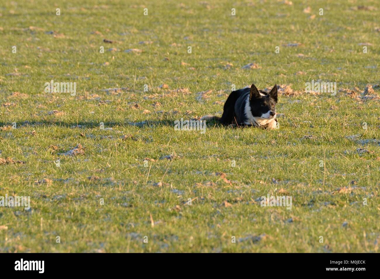 A border Collie sheep dog lying down on the grass in Scotland. Stock Photo