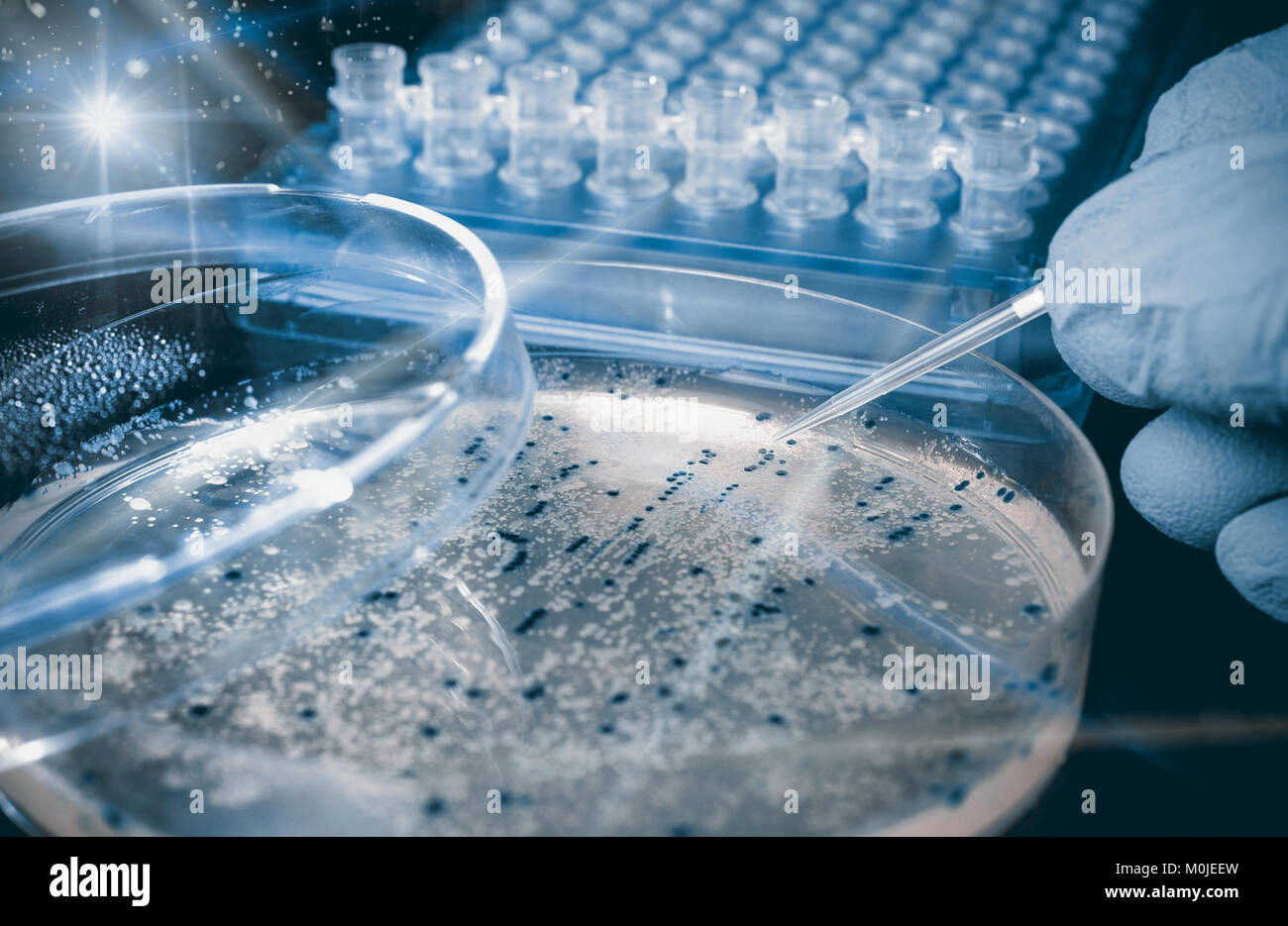 Petri dish with bacterial colonies, scientific experiment, toned image