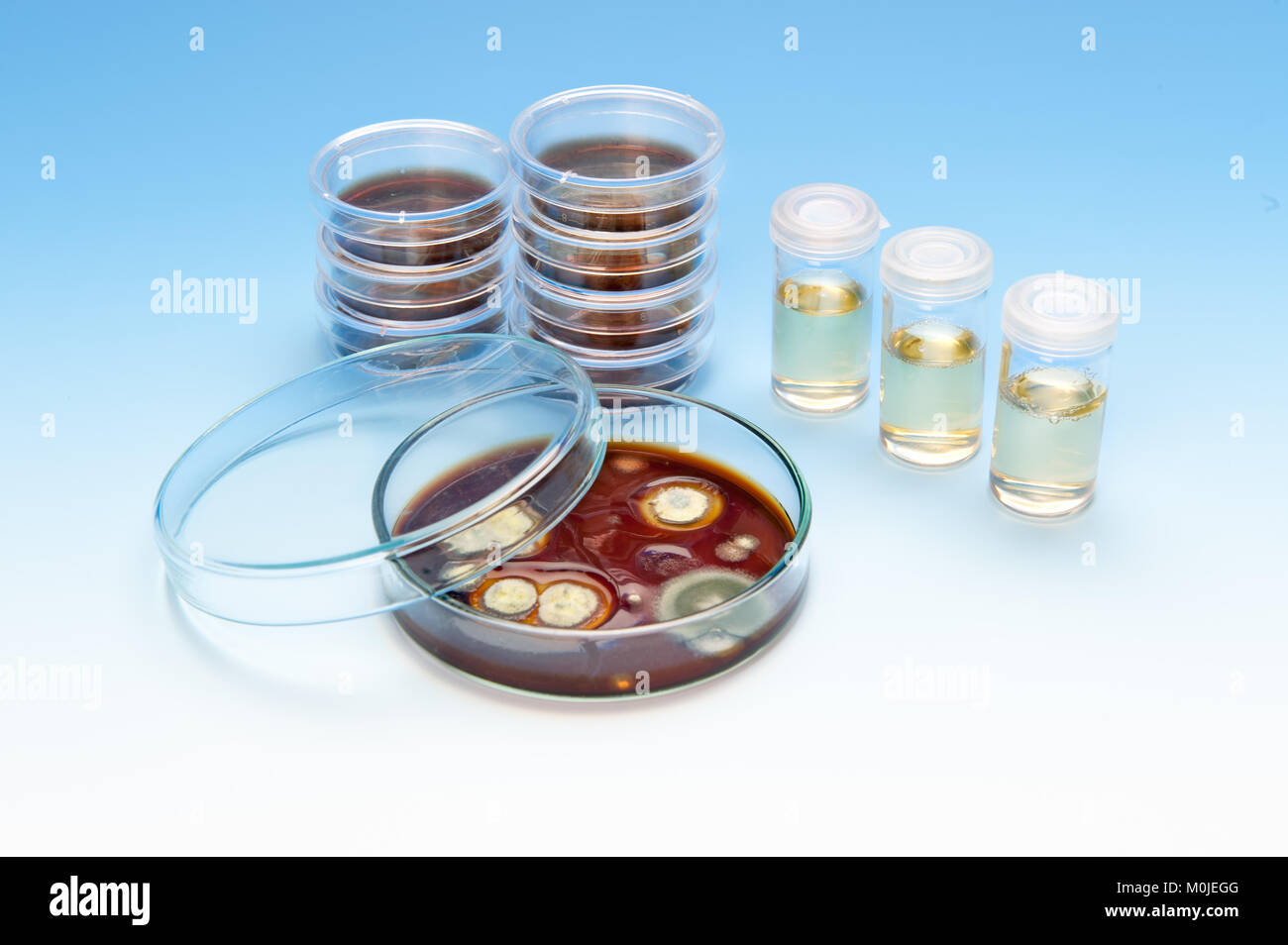 Fungal cultures hi-res stock photography and images - Alamy