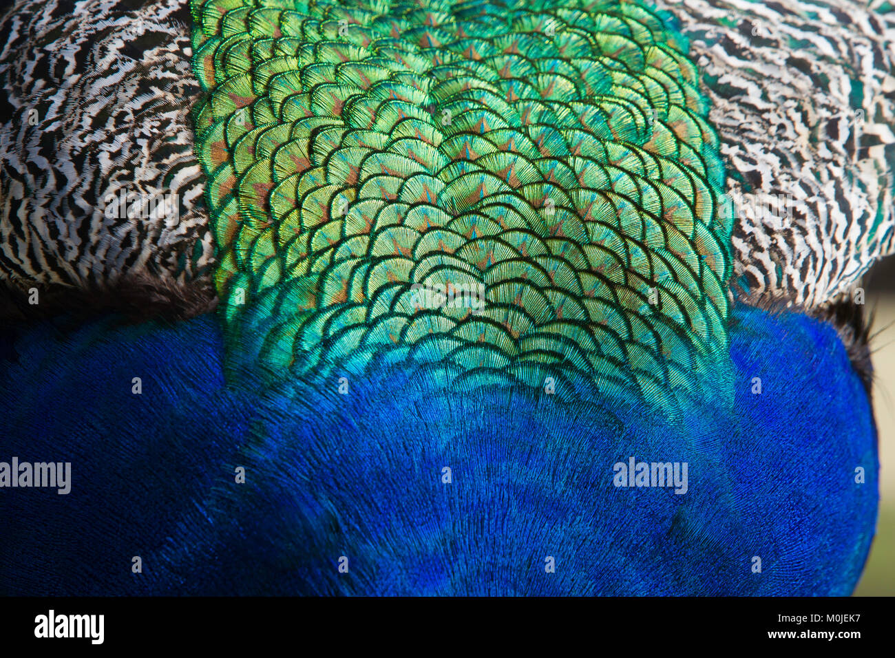 Close-up of Peacock Feather detail Stock Photo