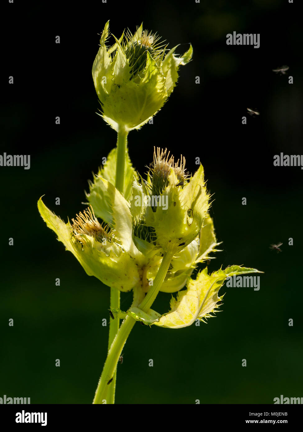 A closeup of the common cabbage thistle Cirsium oleraceum Stock Photo