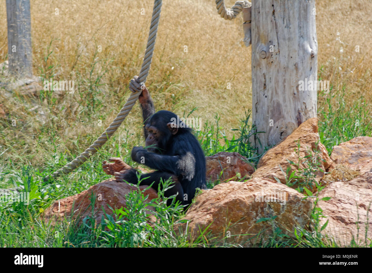 Chimpanzee holding rope Stock Photo