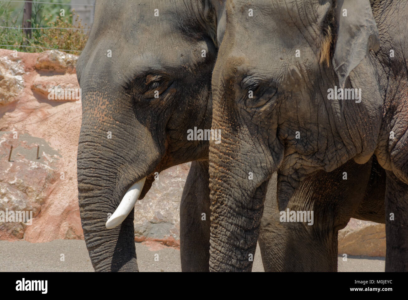 Gray African elephants, face, eyes,ears Stock Photo
