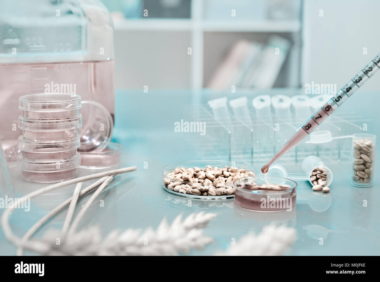 Cell culture assay to test modified wheat Stock Photo Alamy