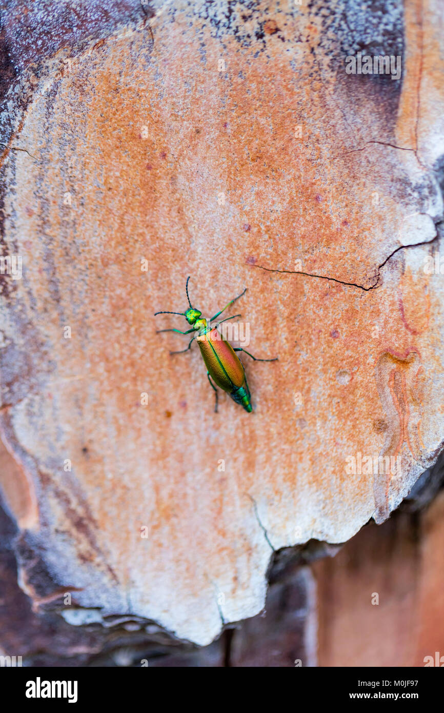 Spanish fly is an emerald-green beetle, Lytta vesicatoria, in the family Meloidae, the blister beetles. CANTÁRIDA (Lytta vesicatoria),  Insectos, Artr Stock Photo