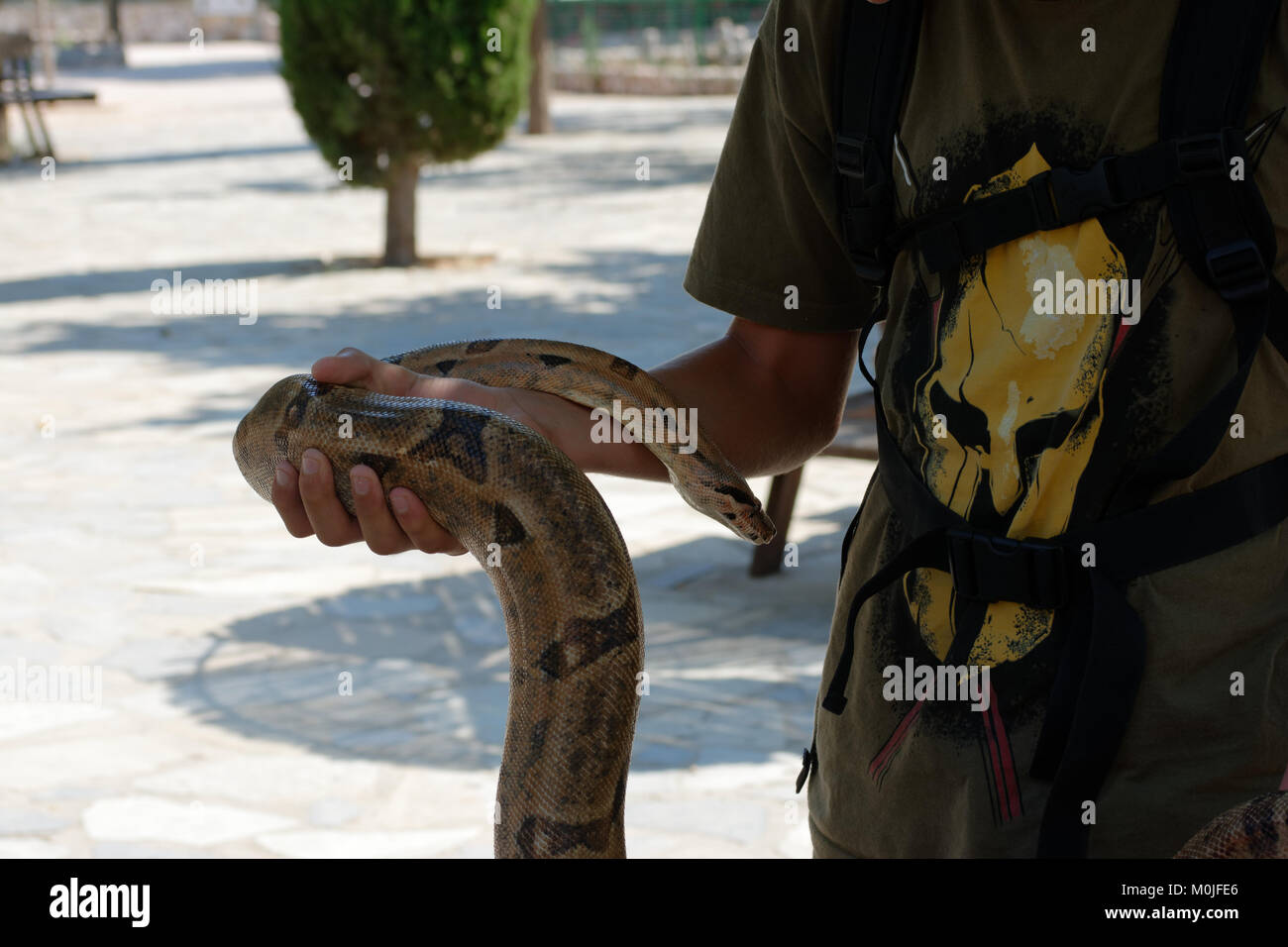 Boa madagascariensis on tghe hand of a trainer Stock Photo