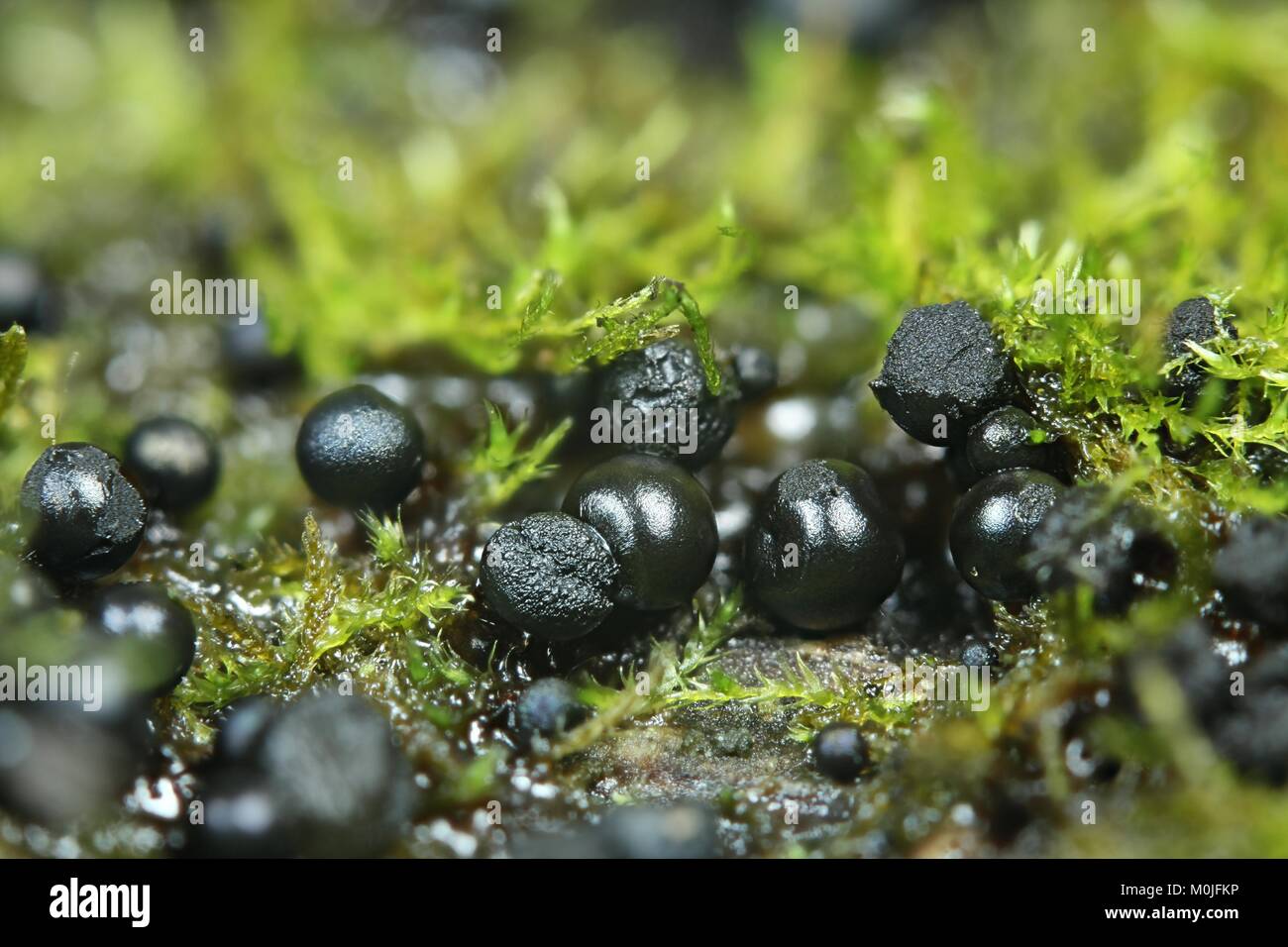 Black slime mold, Lamproderma arcyrioides Stock Photo - Alamy
