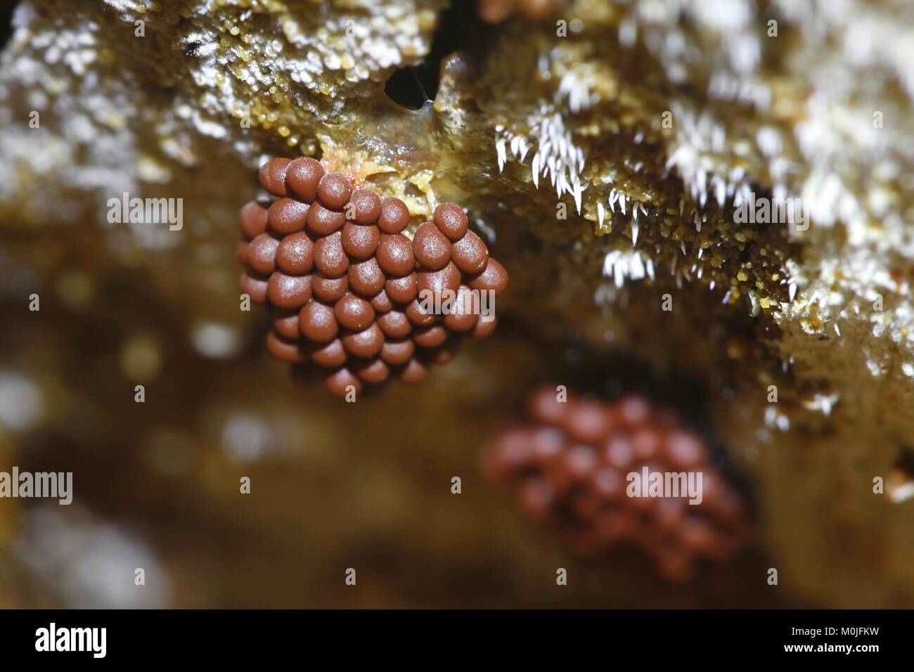 Wasp nest slime mold, Metatrichia vesparia Stock Photo