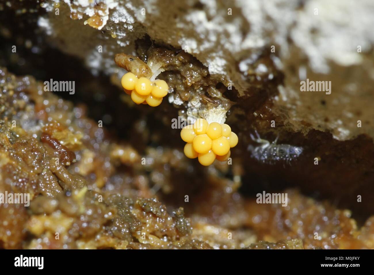Wasp nest slime mold, Metatrichia vesparia Stock Photo