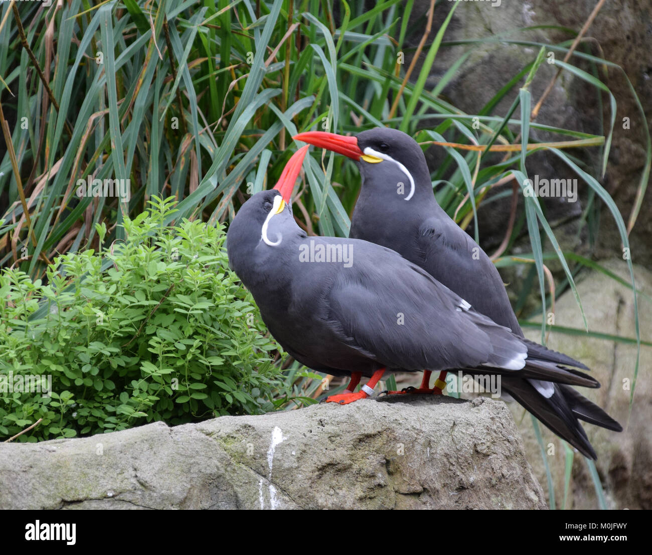 Two inca terns looking at each other Stock Photo