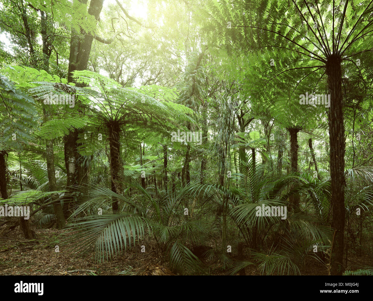 Lush green foliage in tropical jungle Stock Photo - Alamy