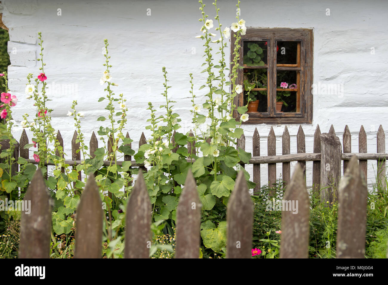 Old window with flowers in historic building Stock Photo - Alamy