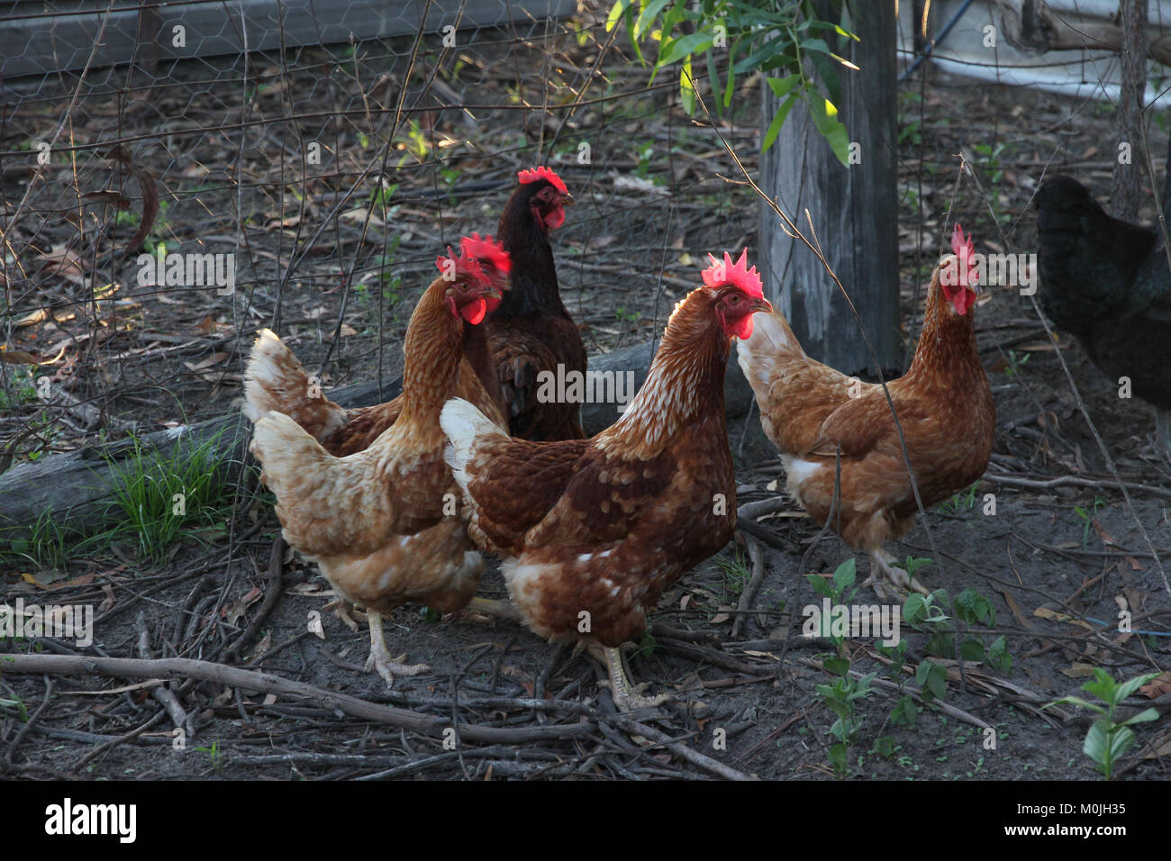 Free range chickens in backyard Stock Photo