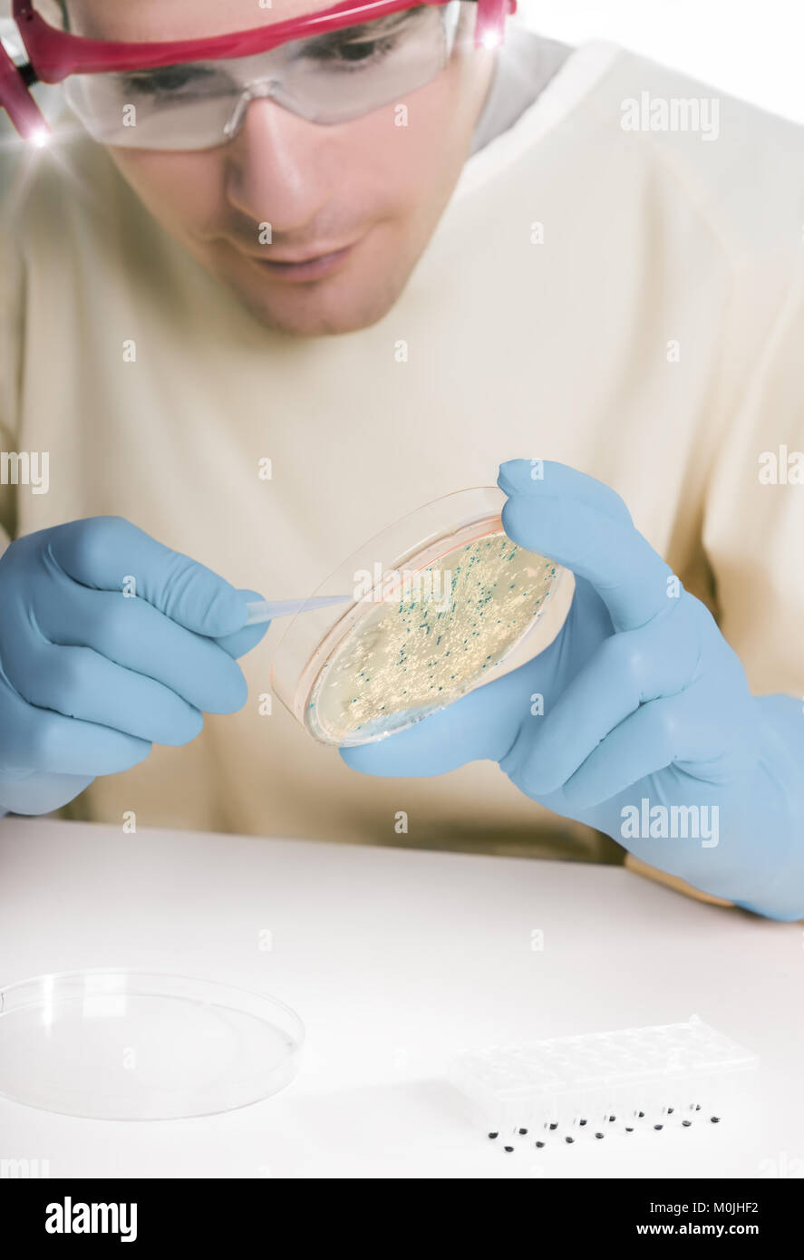 Microbiologist in protective gear picks up bacterial colonies Stock