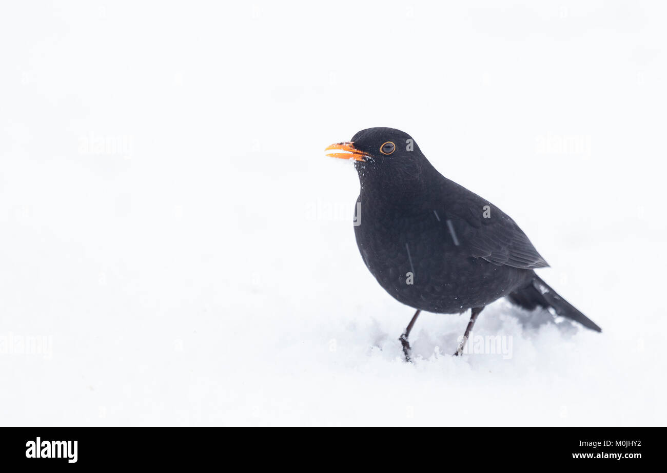 A male Eurasian Blackbird, Turdus Merula, standing in snow at Lochwinnoch RSPB reserve, Scotland, UK. Stock Photo