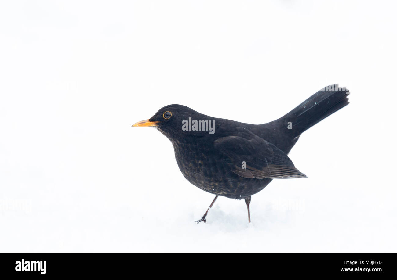 A male Eurasian Blackbird, Turdus Merula, standing in snow at Lochwinnoch RSPB reserve, Scotland, UK. Stock Photo