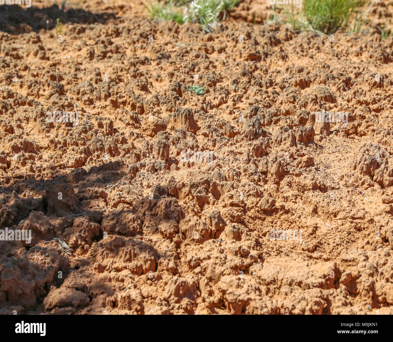 cryptobiotic soil in Kodachrome Basin State Park, formerly Chimney Rock State Park Stock Photo