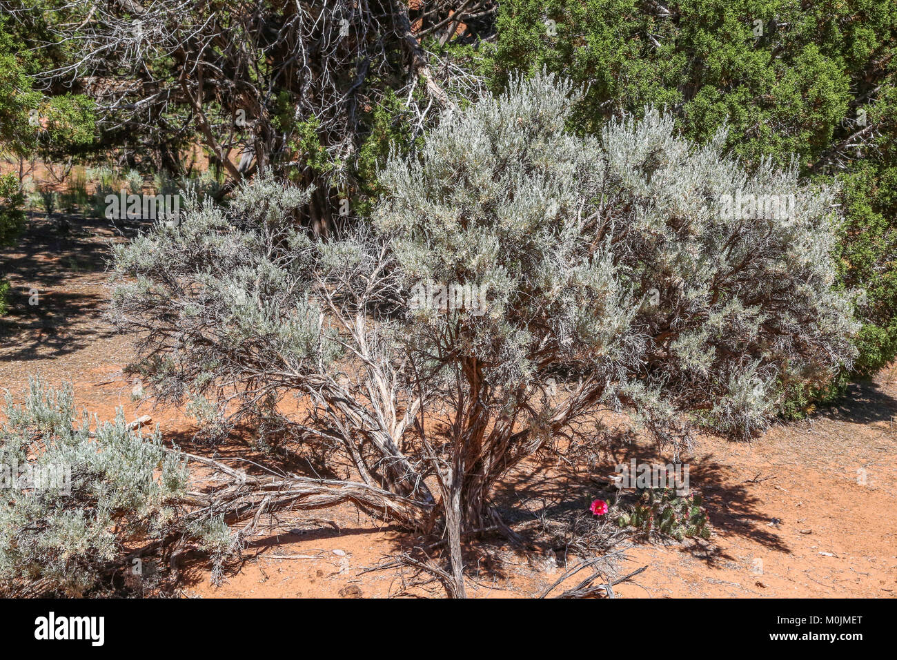 Sage brush in Kodachrome Basin State Park, once known as Chimney Rock State Park Stock Photo