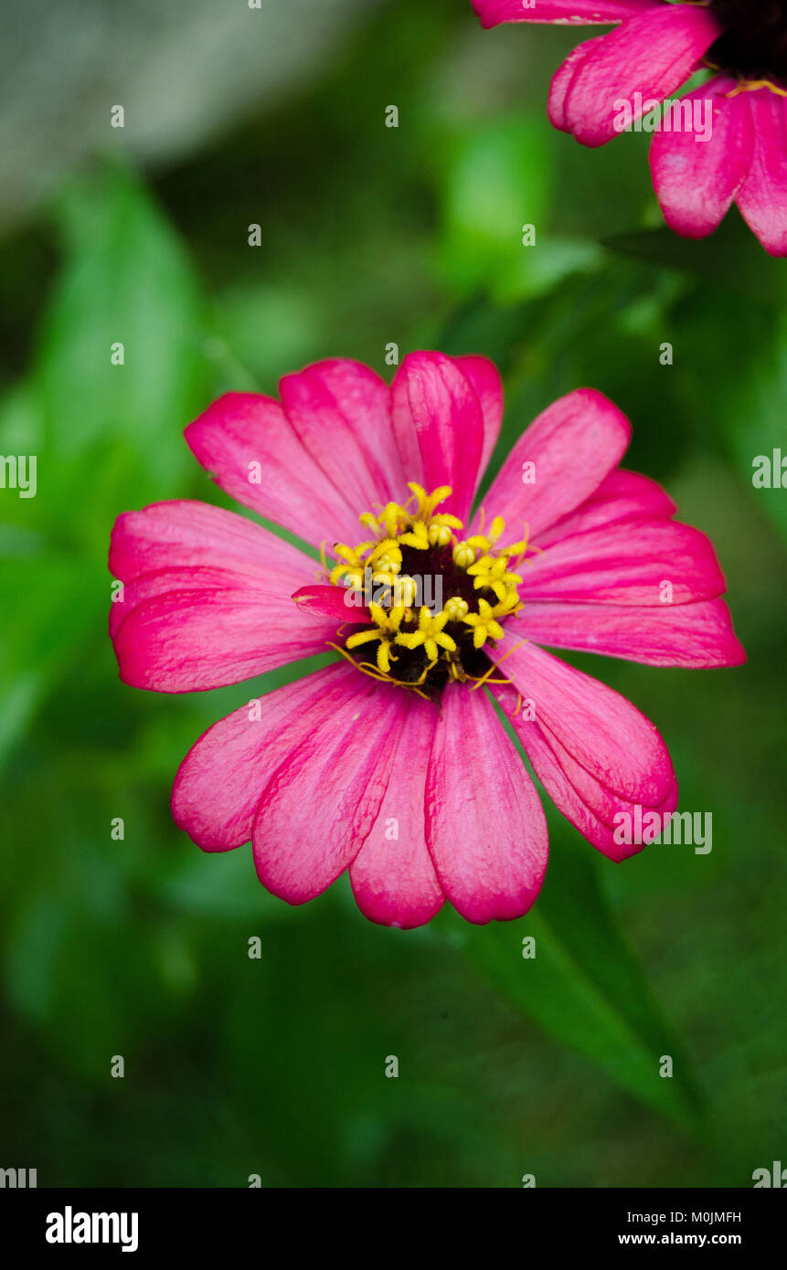 Pink summer flower Stock Photo Alamy