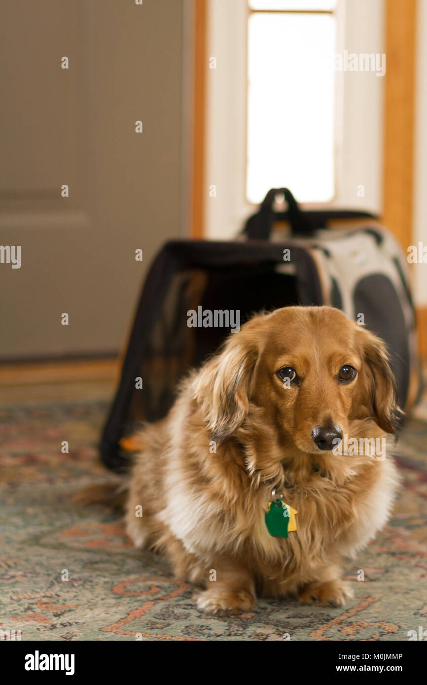 A long haired dachshund dog near his carrier in the entrance to a home Stock Photo