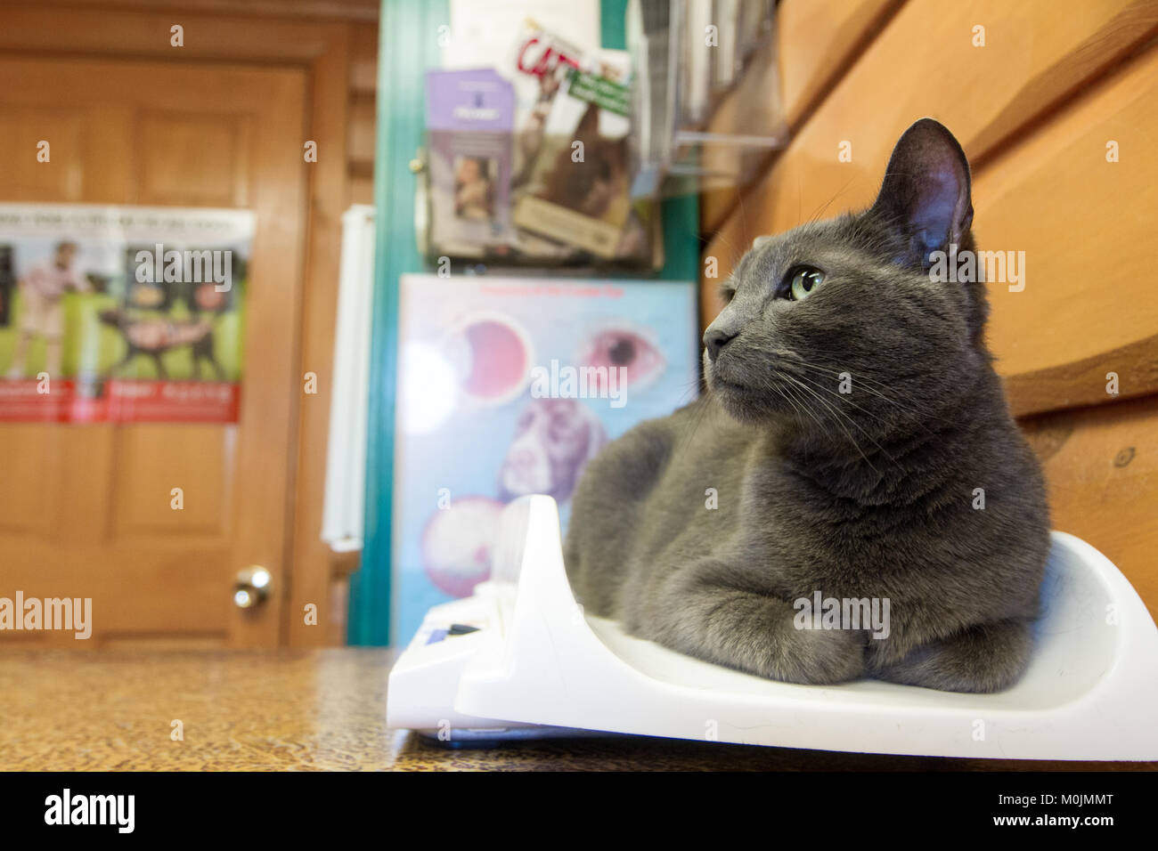 A grey cat sits on the table scale during a visit to the vets office Stock Photo