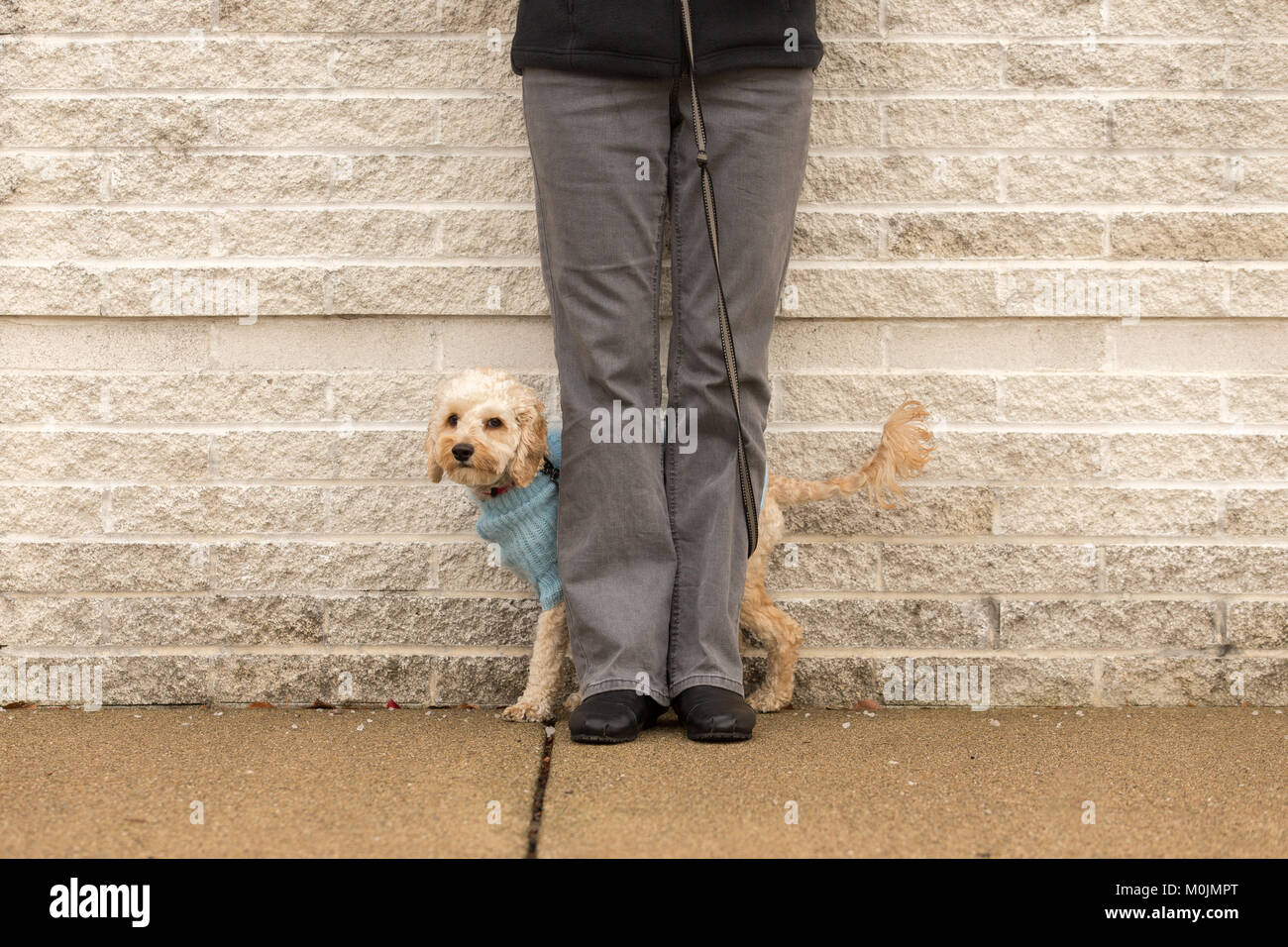 A small white dog wearing a blue sweater with his owner on a walk Stock ...