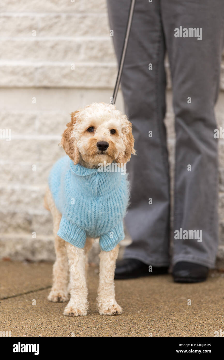 A small white dog wearing a blue sweater with his owner on a walk Stock ...