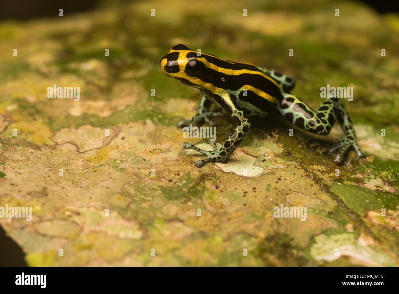 Poison frog in the family Dendrobatidae are known for their bright colors and toxic nature.  This is Ranitomeya ventrimaculata, a small shy species. Stock Photo