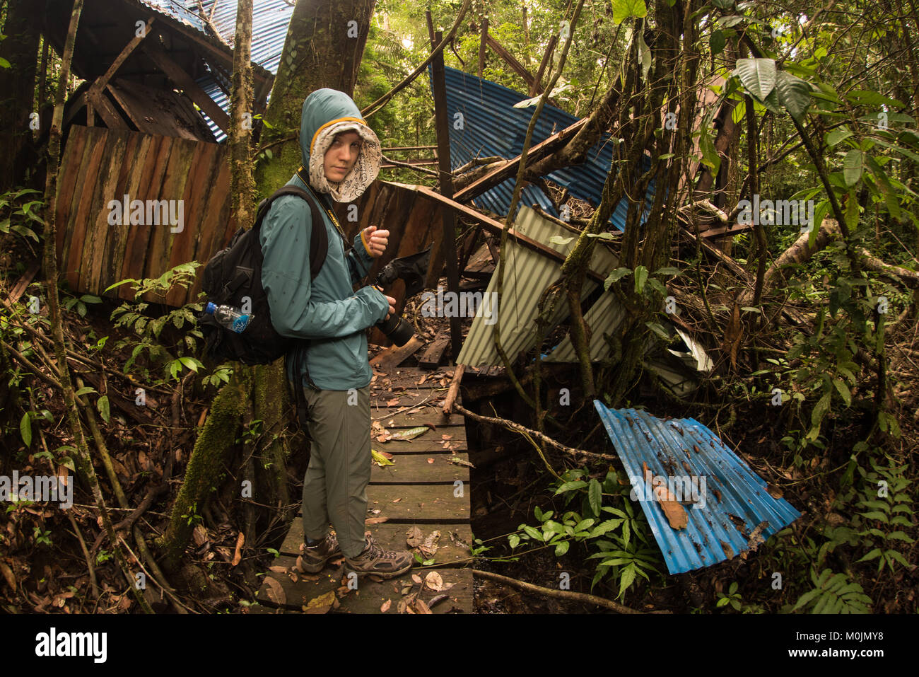 A hiker looking at a old ruined building in the Amazon rainforest that the jungle is slowly reclaiming. Stock Photo