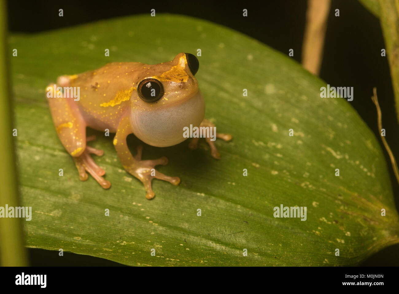 A male Dendropsophus species singing to attract a mate in the Amazonian jungle. Stock Photo