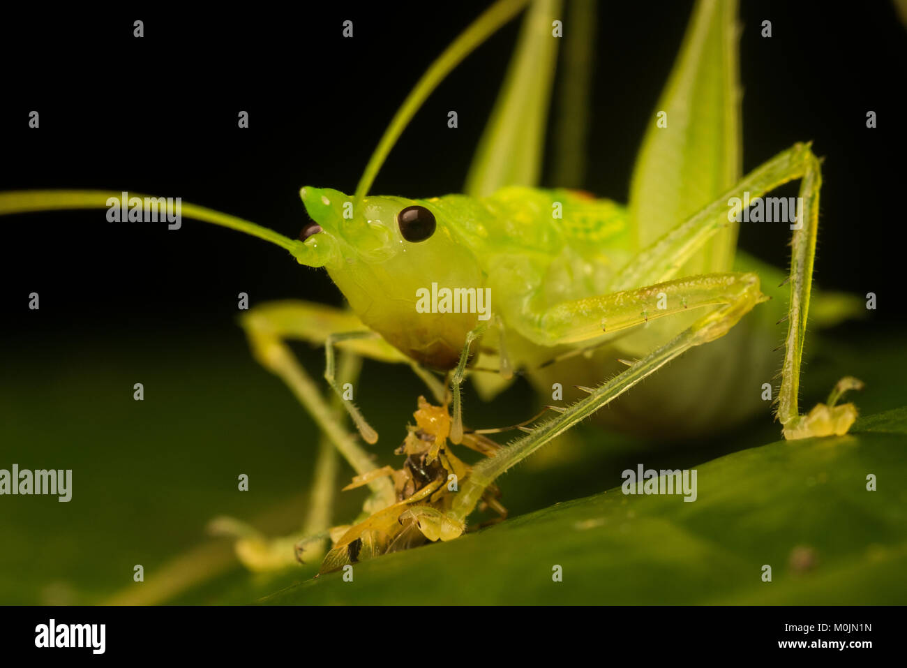 A coneheaded katydid consuming a prey item, a smaller insect that was not fast enough to escape. Stock Photo