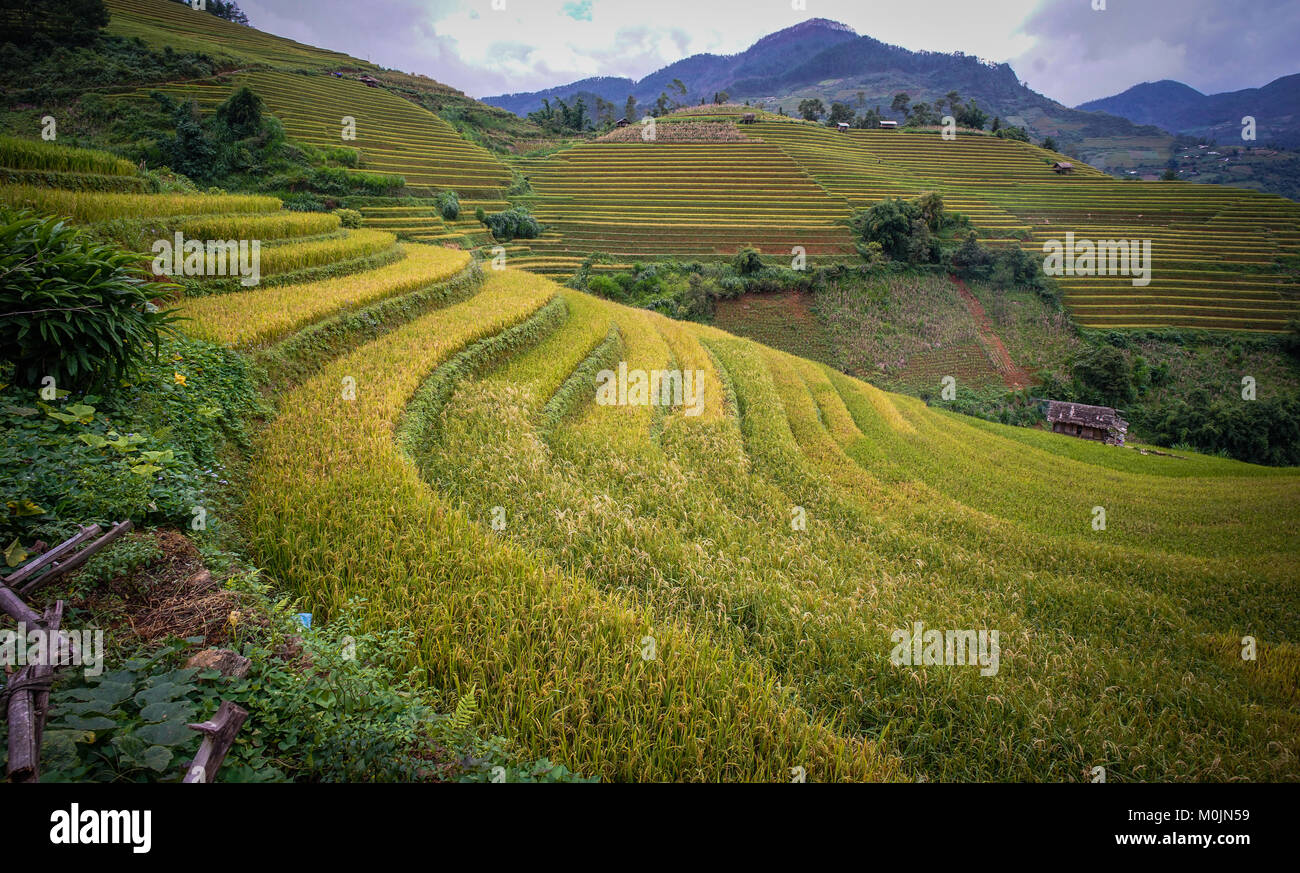 Beautiful terraced rice field on mountains in Northern Vietnam Stock ...