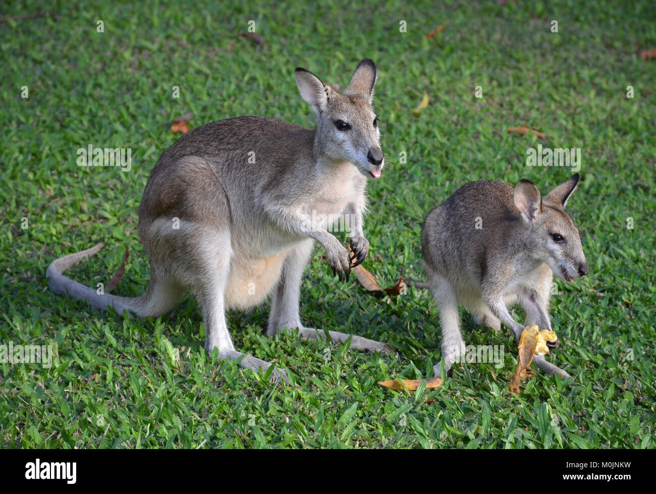 Agile Wallabies. Northern Australia. Pouched Megapodes (Giant Foot) Stock Photo