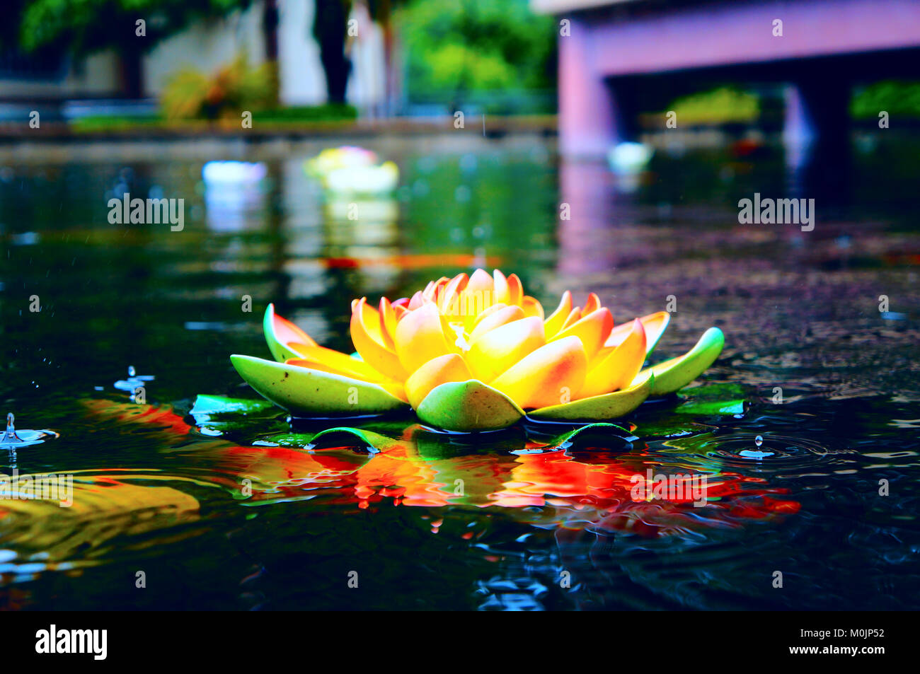 Penang lotus Pure Lotus