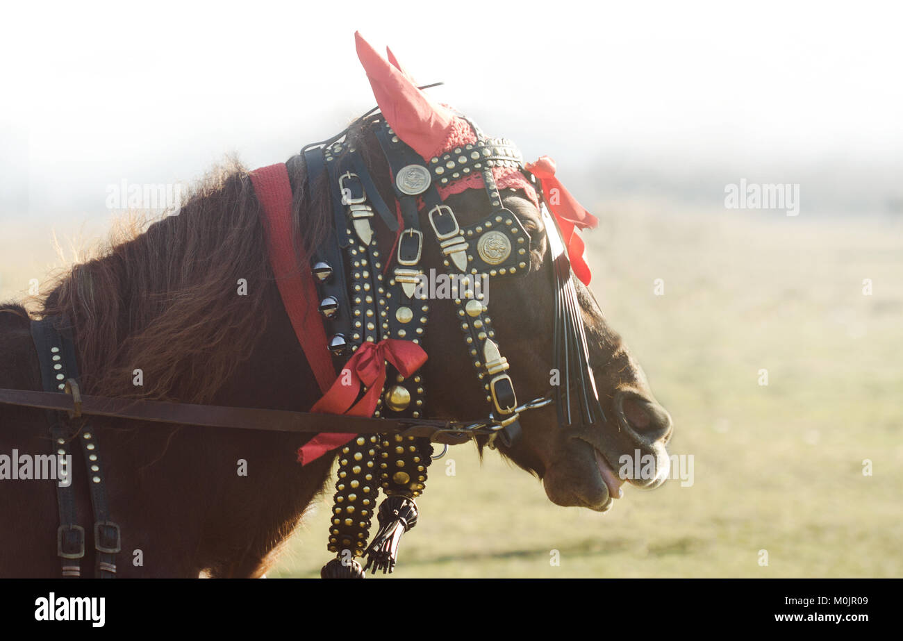 Horse harness decorative hires stock photography and images Alamy