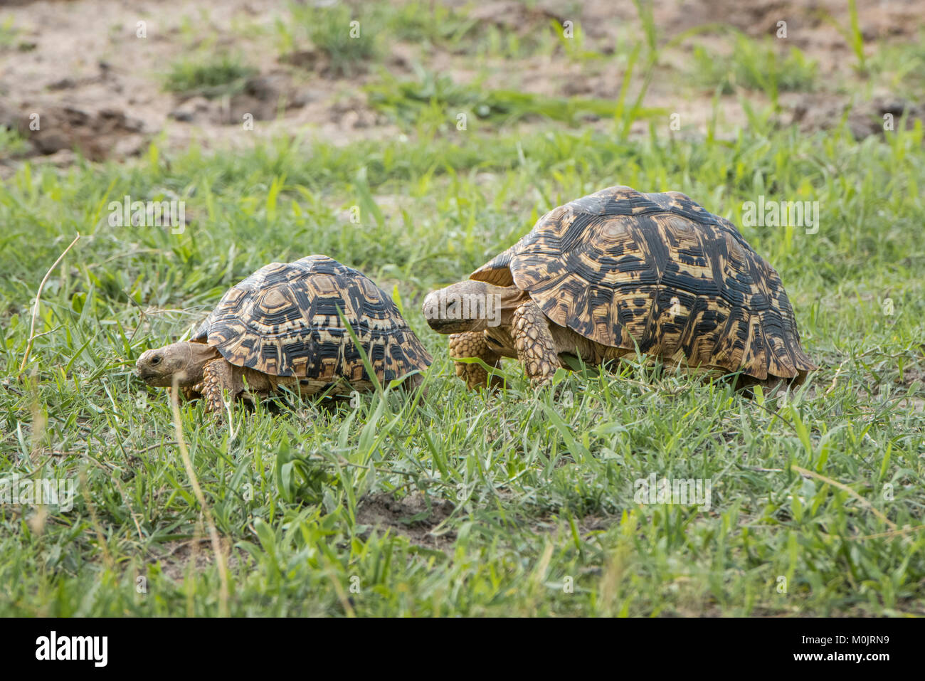 Leopard tortoises (Stigmochelys pardalis) walking in a row, animal pair, Chobe River Front, Chobe National Park, Chobe District Stock Photo