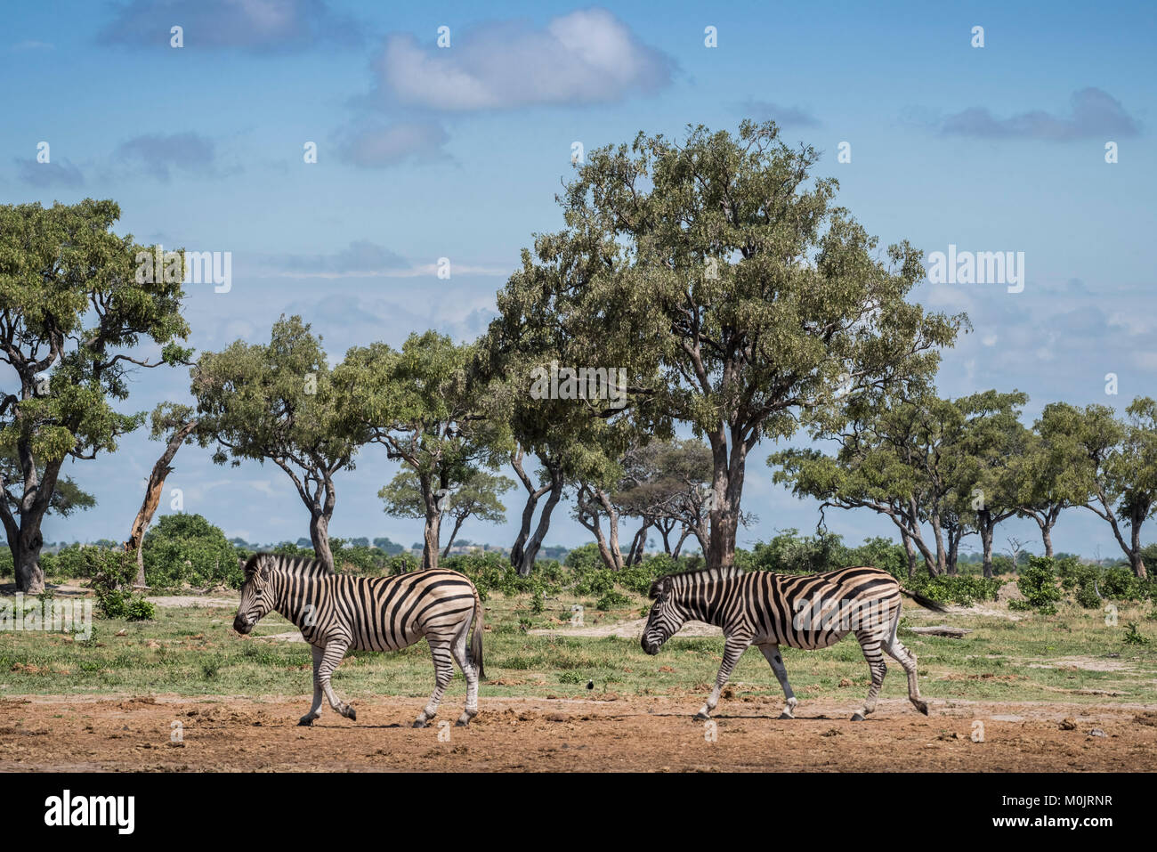 Burchell's Zebras (Equus burchelli) run one after the other, landscape with trees, Savuti, Chobe National Park, Chobe District Stock Photo