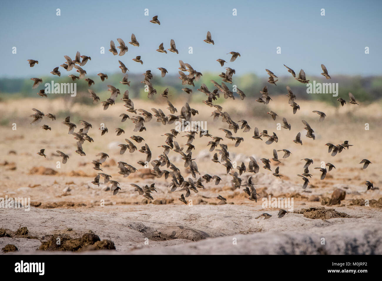 Red-billed quelea (Quelea quelea), swarm flies up at a waterhole, Nxai Pan National Park, Ngamiland District, Botswana Stock Photo