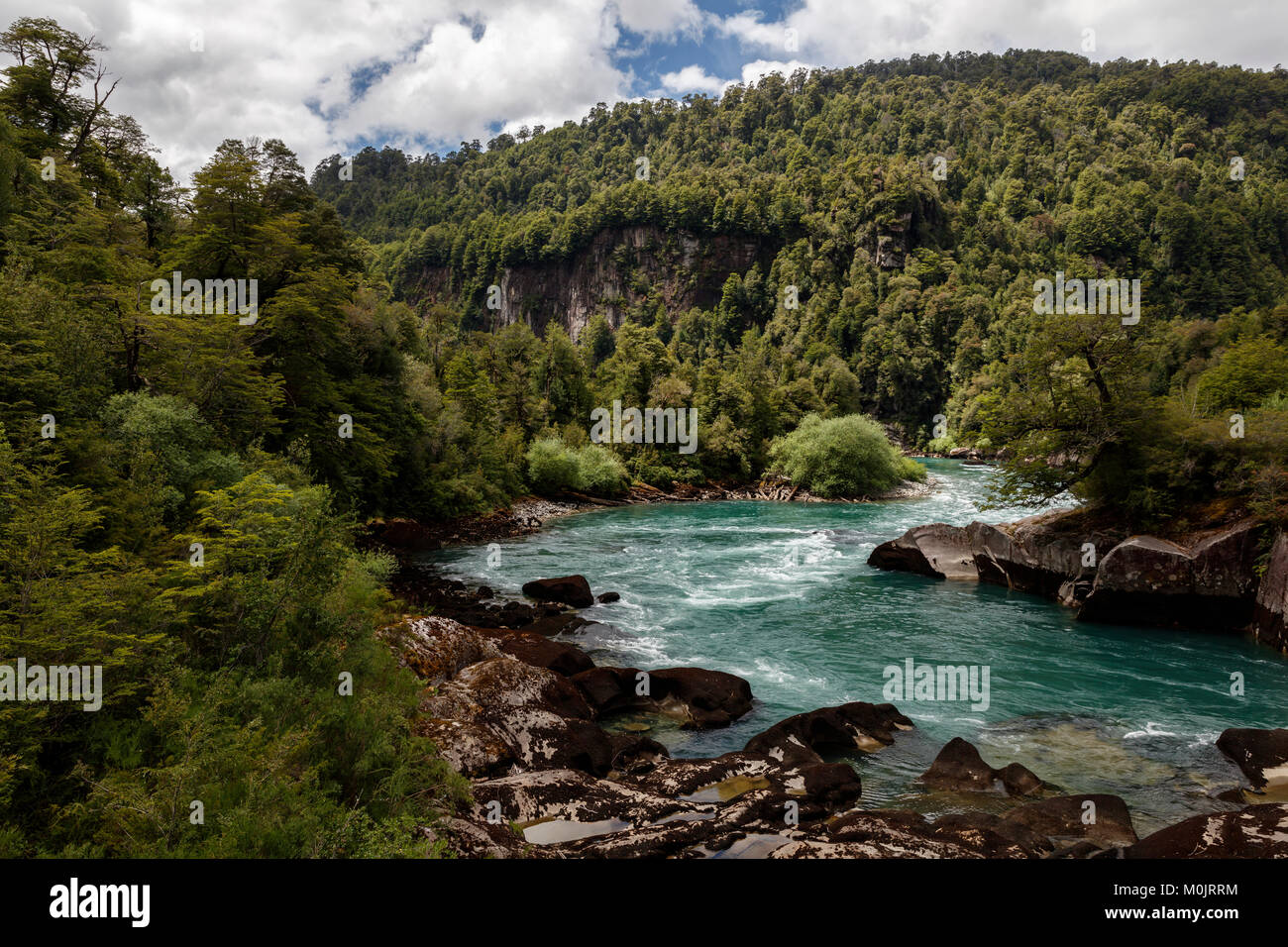 Turquoise mountain river Futalefu flows through dense vegetation, National Park Los Alerces, Region de los Lagos, Patagonia Stock Photo