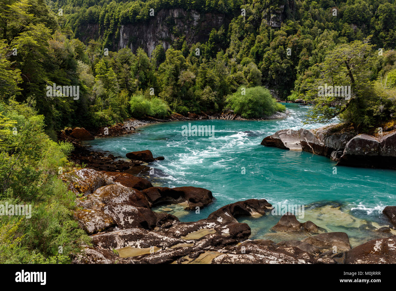 Turquoise mountain river Futalefu flows through dense vegetation, National Park Los Alerces, Region de los Lagos, Patagonia Stock Photo